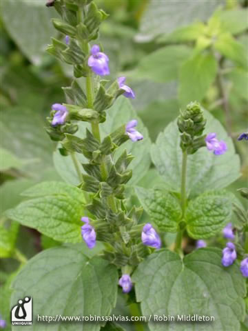Salvia hispanica L.